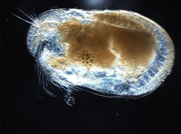 Ostracod, Marine creature,