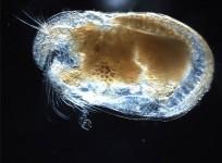 Ostracod, Marine creature,