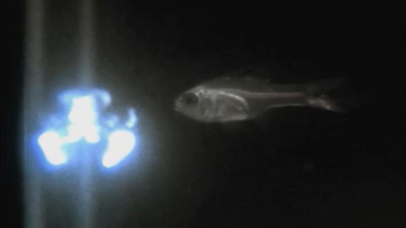 The ostracod's bioluminescence protects it from its predator cardinal fish, which ends up regurgitating and spitting the ostracod out. cardinal fish, fish firework,