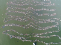 Argentines set world record for most people floating at one time