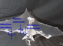 Bat Bot: The new drone that flies like a real-life bat