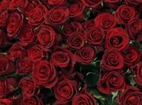 valentine's day, valentine's day 2017, roses, rose exporters, valentine's day greetings, valentine's day messages, india flower exports, hosur, columbia, trump protectionism
