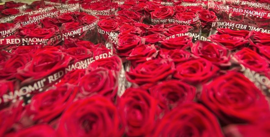 valentine's day, valentine's day 2017, roses, rose exporters, valentine's day greetings, valentine's day messages, india flower exports, hosur, columbia, trump protectionism