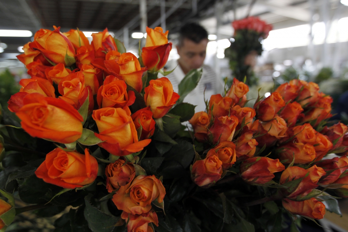 valentine's day, valentine's day 2017, roses, rose exporters, valentine's day greetings, valentine's day messages, india flower exports, hosur, columbia, trump protectionism