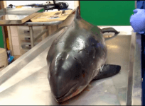This is what a post-mortem of a porpoise looks like