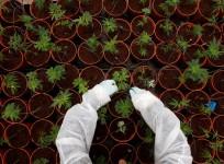 Cannabis. weed, grow your own weed