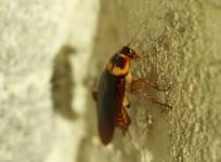 cockroach, bug, woman, India,