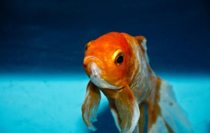 Goldfish, tumor, health, UK, weird news,