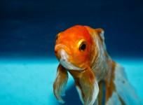 Goldfish, tumor, health, UK, weird news,