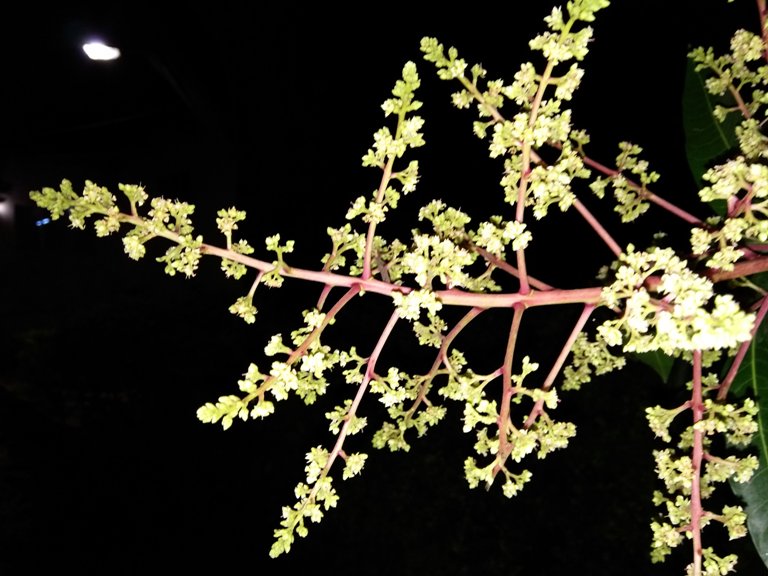 Coolpad Cool 1 Dual Review