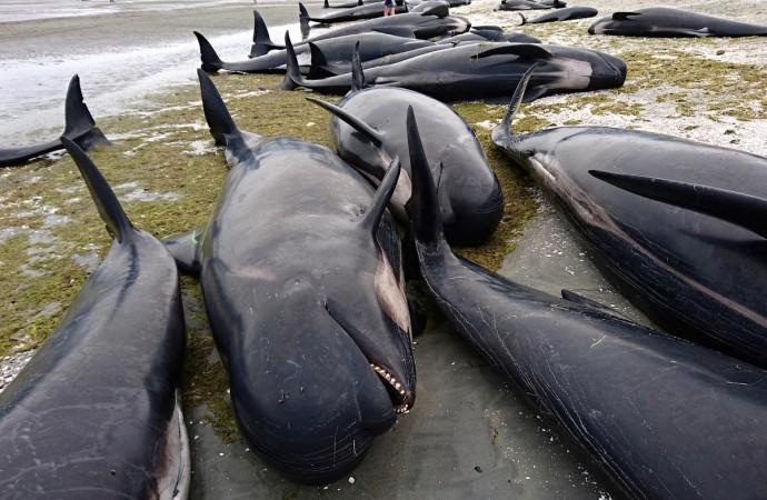 Whales New Zealand