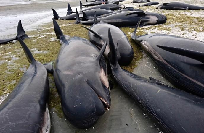 Volunteers race to rescue 100s of pilot whales stranded on New Zealand beach