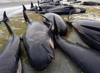 Volunteers race to rescue 100s of pilot whales stranded on New Zealand beach