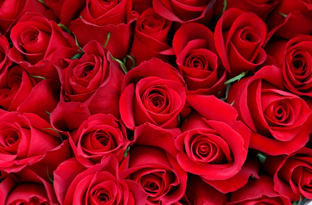 Love Valentine Flowers Images Download - Flower I Love You Wallpaper ...