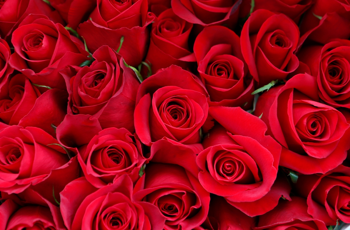 valentine's day, valentine's day 2017, roses, rose exporters, valentine's day greetings, valentine's day messages, india flower exports, hosur, columbia, trump protectionism
