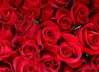 valentine's day, valentine's day 2017, roses, rose exporters, valentine's day greetings, valentine's day messages, india flower exports, hosur, columbia, trump protectionism