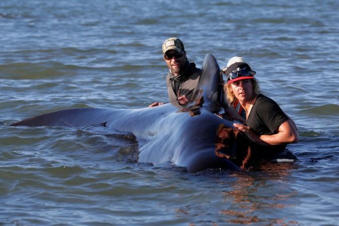 Whales