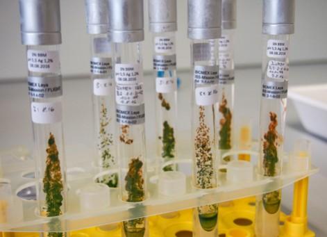 The various specimens of green-alga strain CCCryo 101-99 again grew new populations after gliding in low-Earth orbit for 450 days on the outside of the ISS. Only one specimen did not survive its space flight. Algae, ISS, space, microbe
