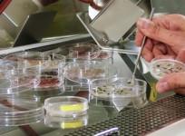 algae, ISS, space