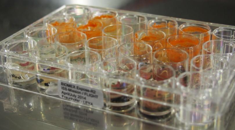 After their return from the ISS almost all samples developed into new populations. The green alga (top 2 rows) also developed orange-coloured resting stages, whilst typically blue-green pigmented colonies were developed by the cyanobacterium (bottom 2 rows). algae, ISS, carotenoids,space,