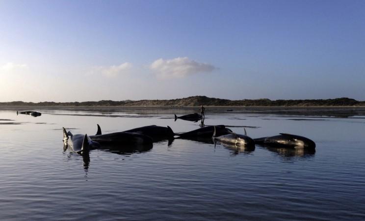 farewell spit, new zealand whales