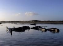farewell spit, new zealand whales