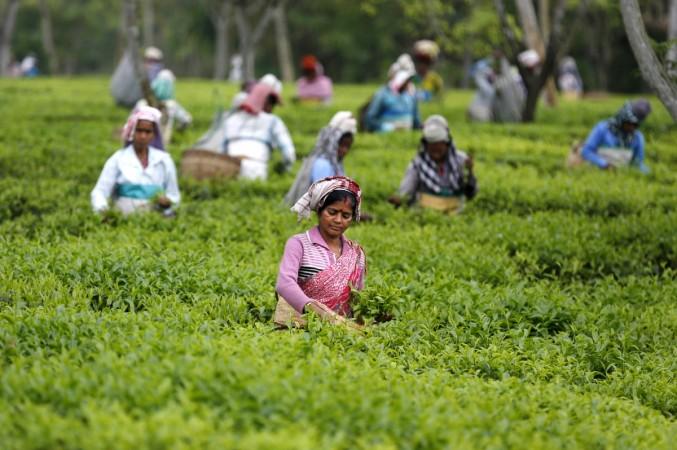India Tea garden