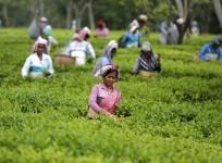 India Tea garden