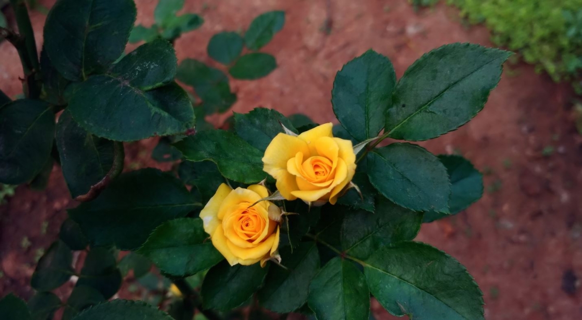 Asus Zenfone 3 Ultra camera review: Primary camera sample taken during evening Asus, Zenfone 3 Ultra, Camera, review