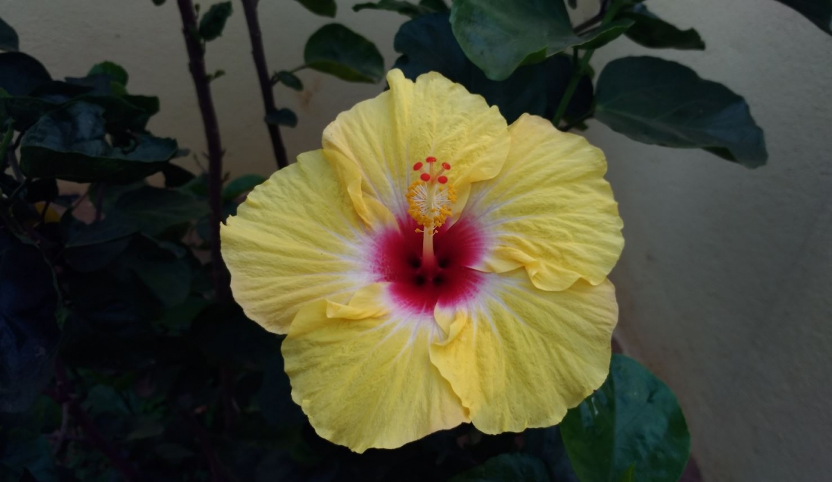 Asus Zenfone 3 Ultra camera review: Primary camera sample Asus, Zenfone 3 Ultra, camera, review,