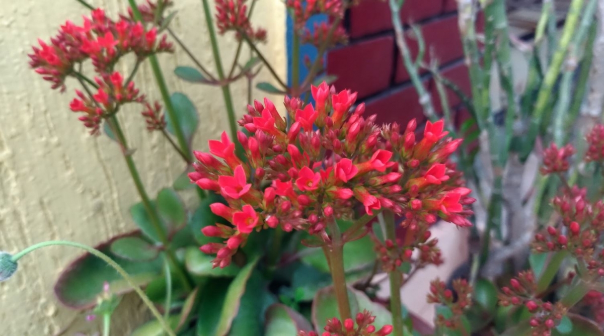 Asus Zenfone 3 Ultra camera review: Primary camera sample Asus, Zenfone 3 Ultra, camera, review, sample