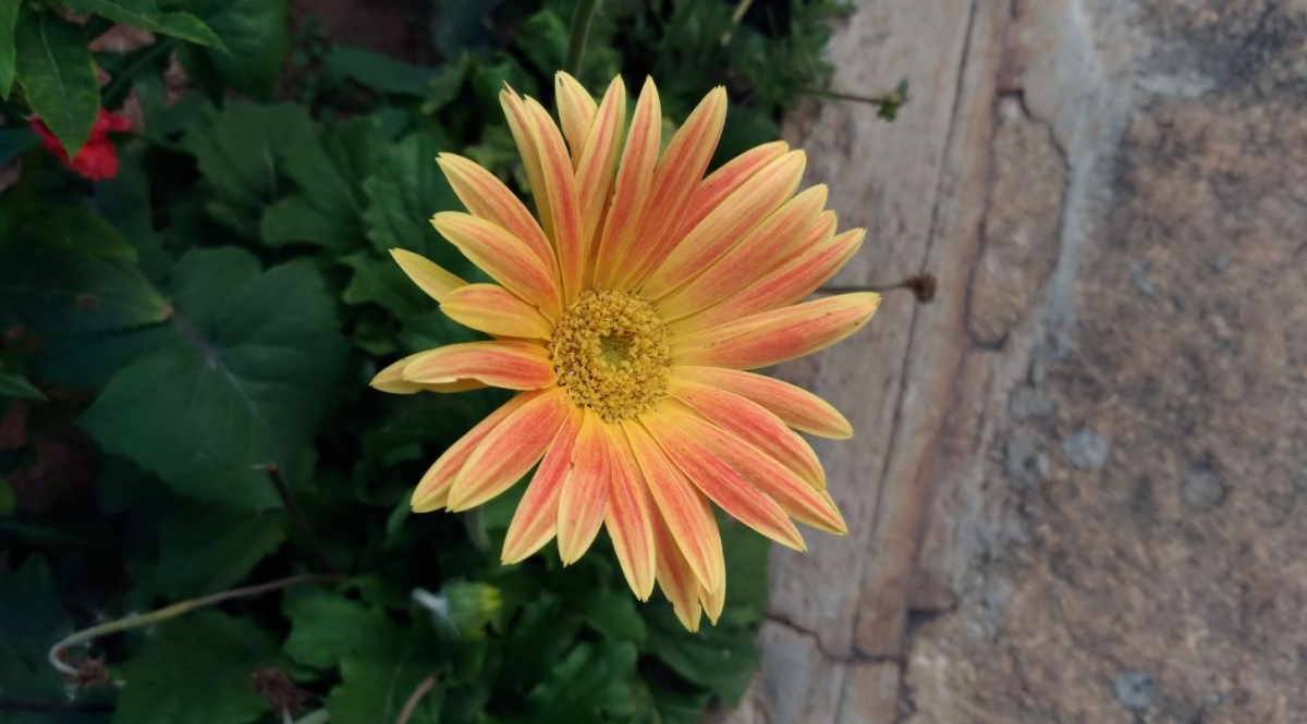 Asus Zenfone 3 Ultra camera review: Primary camera sample Asus, Zenfone 3 Ultra, camera, review, sample