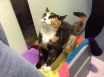 Looking for a purr-fect date this Valentines – Why not adopt a cat?