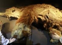 woolly mammoth,extinct species, resurrect, genetics,
