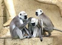 Monkeys