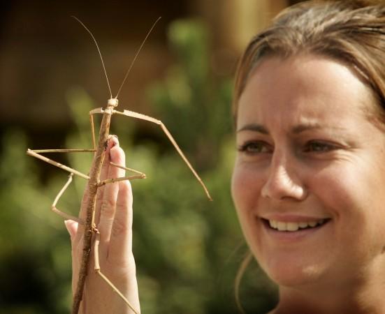 Phoebe, a Malaysian giant stick insect measuring 45cm, balances on the hand of a member of staff at London Zoo, August 12, 2004. Malaysian giant stick insects are the longest insects in the world. stick insect, mating, scent, fragrance