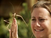stick insect, mating, scent, fragrance