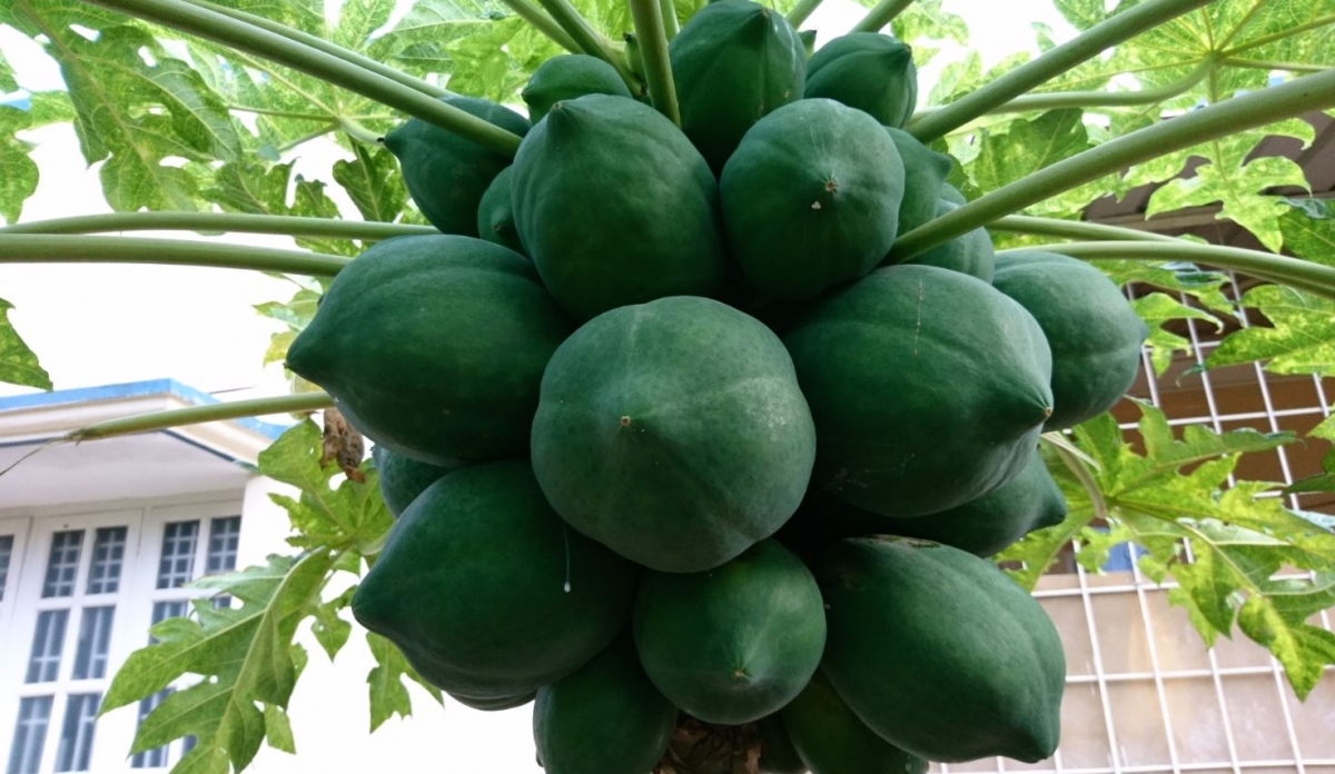 Sony, Xperia X, review, Camera,