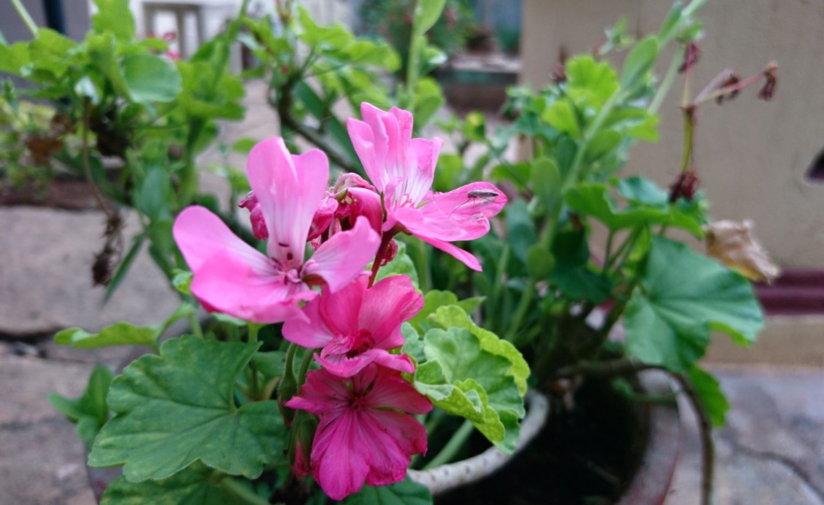 Sony, Xperia X, camera, review