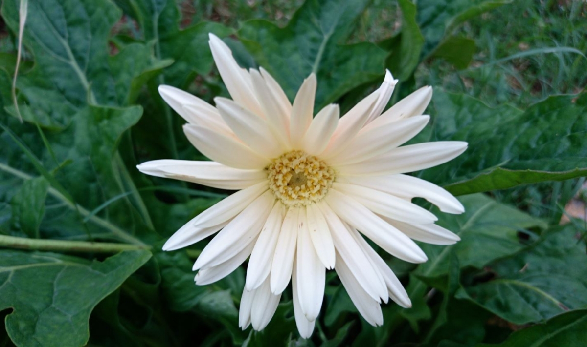 Sony, Xperia X, camera, review