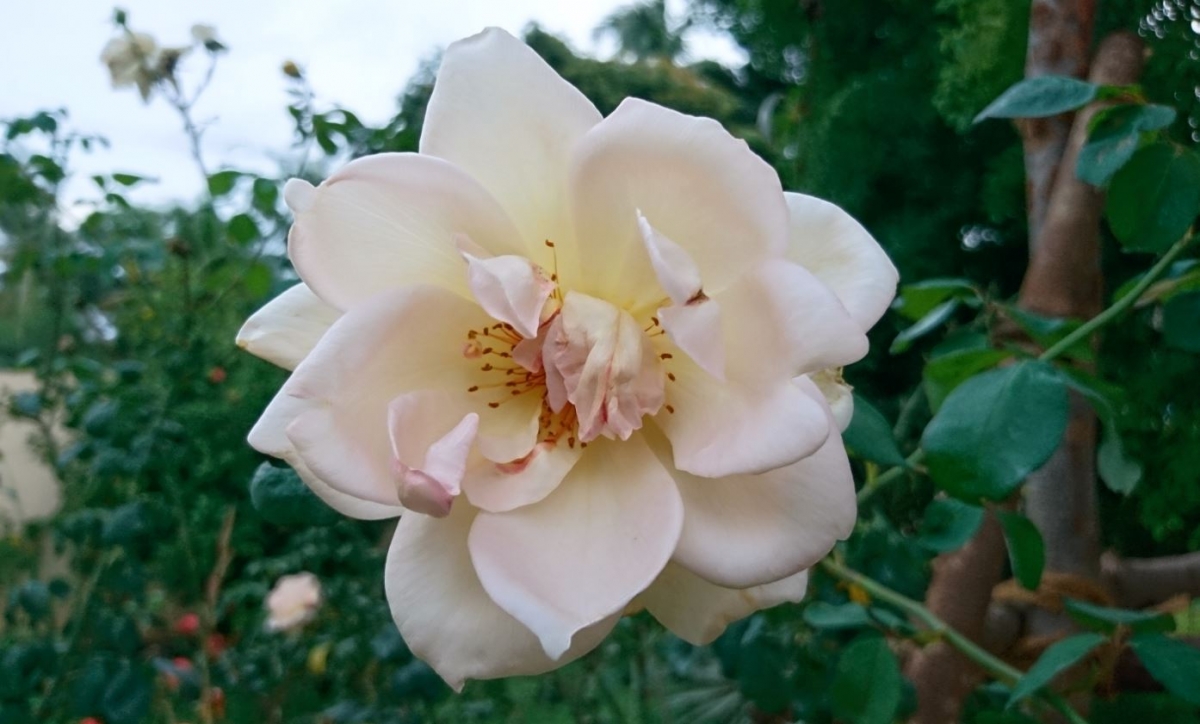 Sony, Xperia X, Camera, review