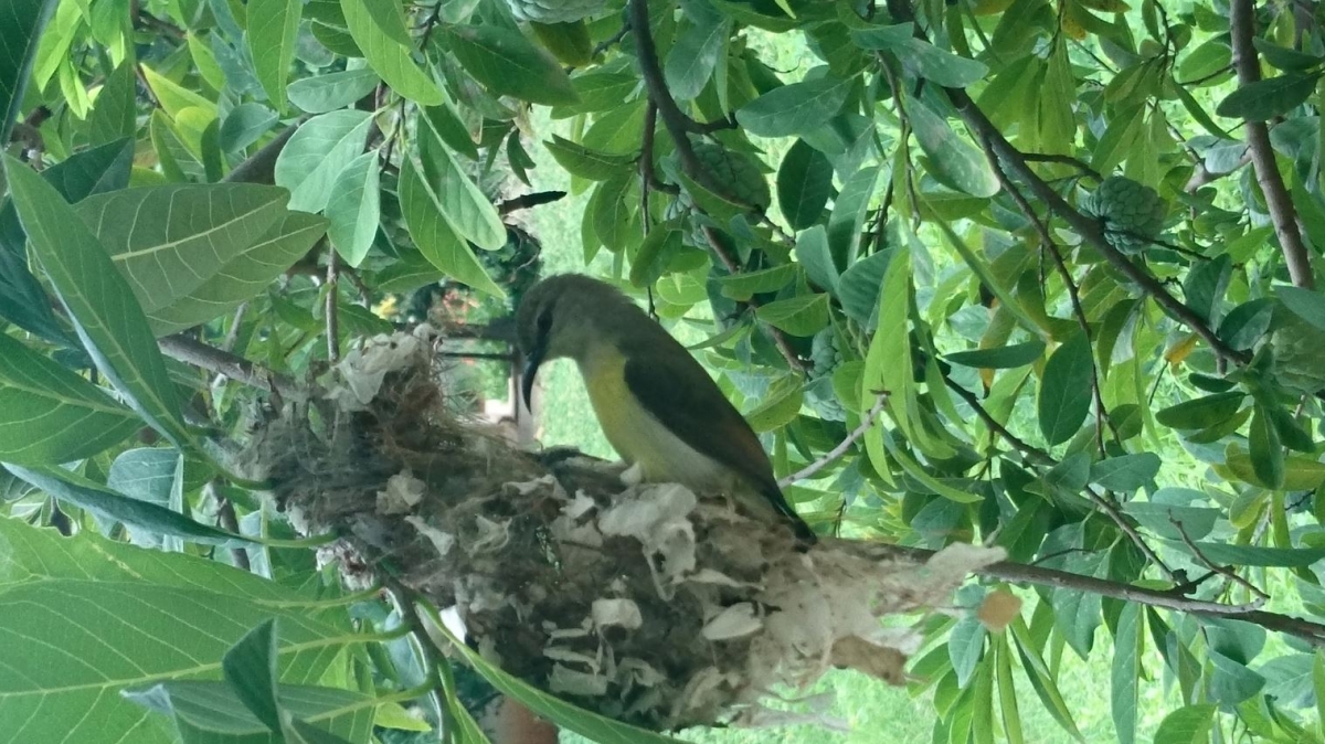 Sony, Xperia X, camera,review