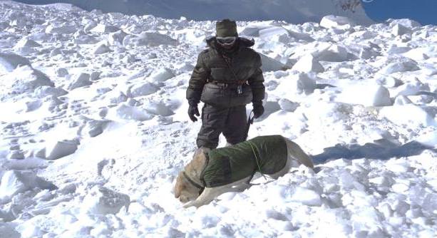 Indian Army Avalanch Rescue Operation Dogs