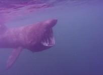 Giant plankton-eating sharks swim south in the winter