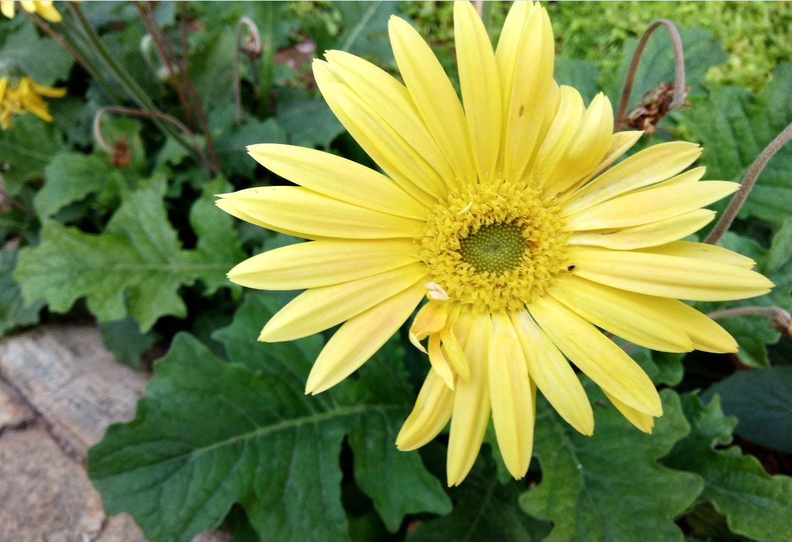 Xiaomi, Redmi Note 4, camera, sample