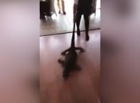 Brave waiter drags flailing monitor lizard from restaurant