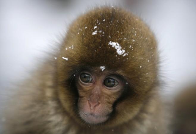 snow monkey, Japan, monkey, animal, culled,