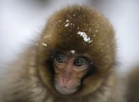 snow monkey, Japan, monkey, animal, culled,