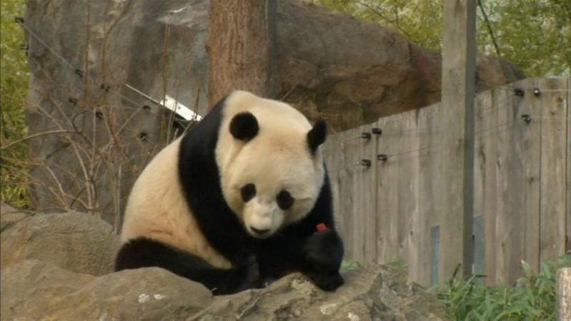 China's wild giant pandas are no longer endangered animals - IBTimes India