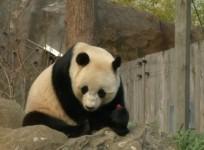 Giant panda Bao Bao heads to new home in China